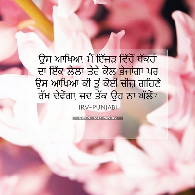 Picture 07 - ਪੈਦਾਇਸ਼ 38:17 PANIRV - ਉਸ ਆਖਿਆ, ਮੈਂ ਇੱਜੜ - Bible Verse Picture