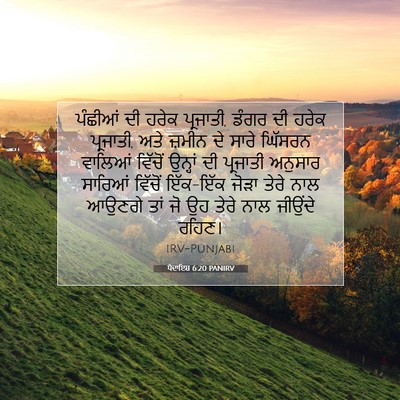 Picture 07 - ਪੈਦਾਇਸ਼ 6:20 PANIRV - ਪੰਛੀਆਂ ਦੀ ਹਰੇਕ - Bible Verse Picture