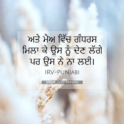 Picture 07 - ਮਰਕੁਸ 15:23 PANIRV - ਅਤੇ ਮੈਅ ਵਿੱਚ ਗੰਧਰਸ - Bible Verse Picture