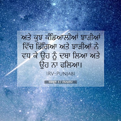 Picture 07 - ਮਰਕੁਸ 4:7 PANIRV - ਅਤੇ ਕੁਝ ਕੰਡਿਆਲੀਆਂ - Bible Verse Picture