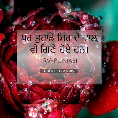 Picture 07 - ਮੱਤੀ 10:30 PANIRV - ਪਰ ਤੁਹਾਡੇ ਸਿਰ ਦੇ - Bible Verse Picture