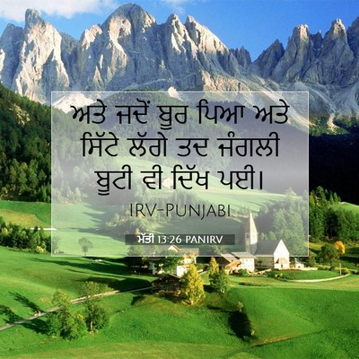 Picture 07 - ਮੱਤੀ 13:26 PANIRV - ਅਤੇ ਜਦੋਂ ਬੂਰ ਪਿਆ - Bible Verse Picture