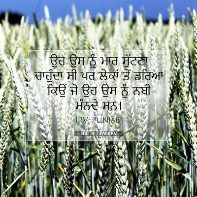 Picture 07 - ਮੱਤੀ 14:5 PANIRV - ਉਹ ਉਸ ਨੂੰ ਮਾਰ - Bible Verse Picture