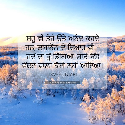 Picture 07 - ਯਸਾਯਾਹ 14:8 PANIRV - ਸਰੂ ਵੀ ਤੇਰੇ ਉੱਤੇ - Bible Verse Picture