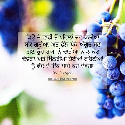 Picture 07 - ਯਸਾਯਾਹ 18:5 PANIRV - ਕਿਉਂ ਜੋ ਵਾਢੀ ਤੋਂ - Bible Verse Picture