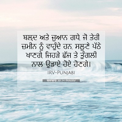 Picture 07 - ਯਸਾਯਾਹ 30:24 PANIRV - ਬਲ਼ਦ ਅਤੇ ਜੁਆਨ ਗਧੇ, - Bible Verse Picture
