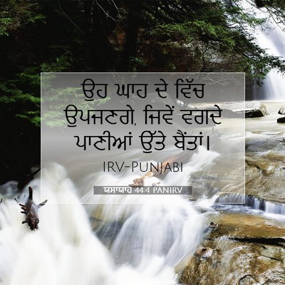 Picture 07 - ਯਸਾਯਾਹ 44:4 PANIRV - ਉਹ ਘਾਹ ਦੇ ਵਿੱਚ - Bible Verse Picture