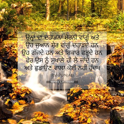 Picture 07 - ਯਸਾਯਾਹ 5:29 PANIRV - ਉਨ੍ਹਾਂ ਦਾ ਦਹਾੜਨਾ - Bible Verse Picture
