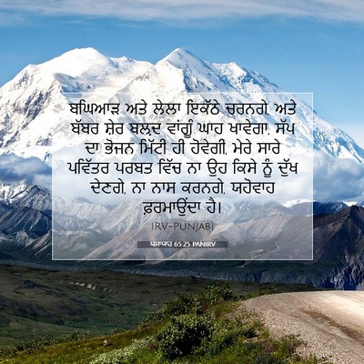 Picture 07 - ਯਸਾਯਾਹ 65:25 PANIRV - ਬਘਿਆੜ ਅਤੇ ਲੇਲਾ - Bible Verse Picture