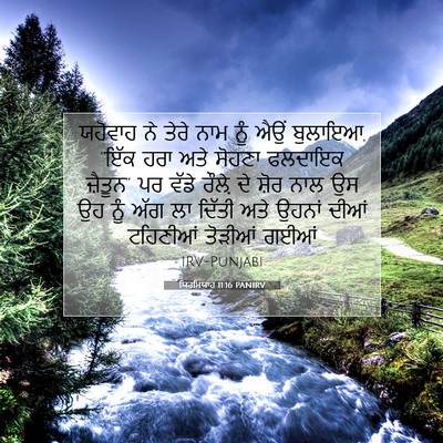 Picture 07 - ਯਿਰਮਿਯਾਹ 11:16 PANIRV - ਯਹੋਵਾਹ ਨੇ ਤੇਰੇ ਨਾਮ - Bible Verse Picture