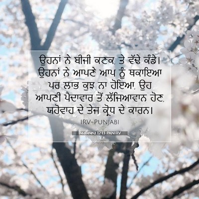Picture 07 - ਯਿਰਮਿਯਾਹ 12:13 PANIRV - ਉਹਨਾਂ ਨੇ ਬੀਜੀ ਕਣਕ, - Bible Verse Picture