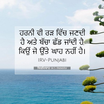Picture 07 - ਯਿਰਮਿਯਾਹ 14:5 PANIRV - ਹਰਨੀ ਵੀ ਰੜ ਵਿੱਚ - Bible Verse Picture