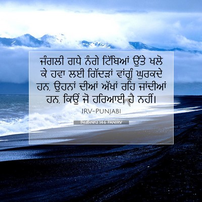 Picture 07 - ਯਿਰਮਿਯਾਹ 14:6 PANIRV - ਜੰਗਲੀ ਗਧੇ ਨੰਗੇ - Bible Verse Picture