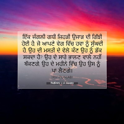 Picture 07 - ਯਿਰਮਿਯਾਹ 2:24 PANIRV - ਇੱਕ ਜੰਗਲੀ ਗਧੀ - Bible Verse Picture