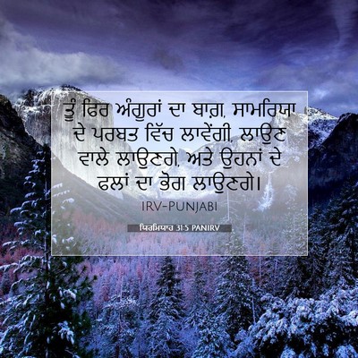 Picture 07 - ਯਿਰਮਿਯਾਹ 31:5 PANIRV - ਤੂੰ ਫਿਰ ਅੰਗੂਰਾਂ ਦਾ - Bible Verse Picture