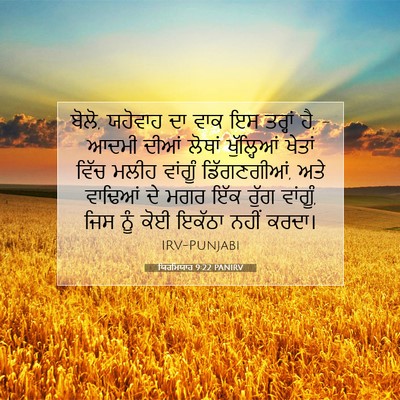 Picture 07 - ਯਿਰਮਿਯਾਹ 9:22 PANIRV - ਬੋਲੋ, ਯਹੋਵਾਹ ਦਾ ਵਾਕ - Bible Verse Picture