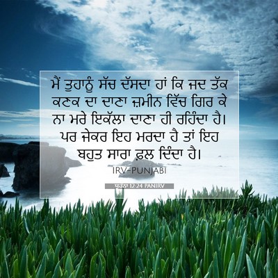 Picture 07 - ਯੂਹੰਨਾ 12:24 PANIRV - ਮੈਂ ਤੁਹਾਨੂੰ ਸੱਚ - Bible Verse Picture