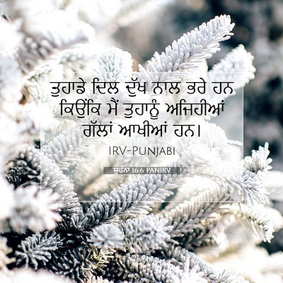 Picture 07 - ਯੂਹੰਨਾ 16:6 PANIRV - ਤੁਹਾਡੇ ਦਿਲ ਦੁੱਖ - Bible Verse Picture