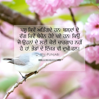 Picture 07 - ਯੋਏਲ 1:18 PANIRV - ਪਸ਼ੂ ਕਿਵੇਂ - Bible Verse Picture