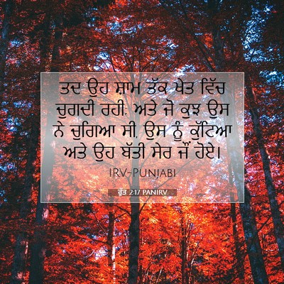 Picture 07 - ਰੁੱਤ 2:17 PANIRV - ਤਦ ਉਹ ਸ਼ਾਮ ਤੱਕ ਖੇਤ - Bible Verse Picture