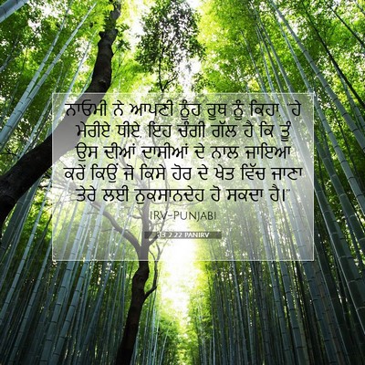 Picture 07 - ਰੁੱਤ 2:22 PANIRV - ਨਾਓਮੀ ਨੇ ਆਪਣੀ ਨੂੰਹ - Bible Verse Picture