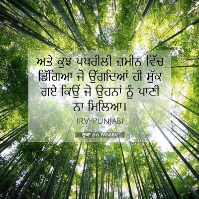 Picture 07 - ਲੂਕਾ 8:6 PANIRV - ਅਤੇ ਕੁਝ ਪਥਰੀਲੀ - Bible Verse Picture
