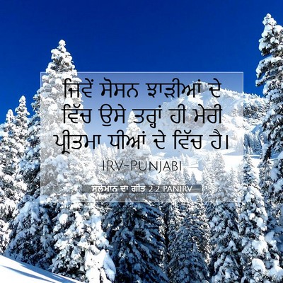 Picture 07 - ਸੁਲੇਮਾਨ ਦਾ ਗੀਤ 2:2 PANIRV - ਜਿਵੇਂ ਸੋਸਨ ਝਾੜੀਆਂ - Bible Verse Picture