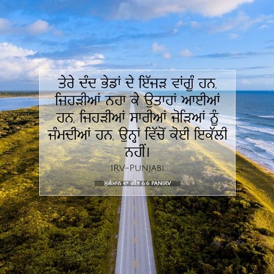 Picture 07 - ਸੁਲੇਮਾਨ ਦਾ ਗੀਤ 6:6 PANIRV - ਤੇਰੇ ਦੰਦ ਭੇਡਾਂ ਦੇ - Bible Verse Picture