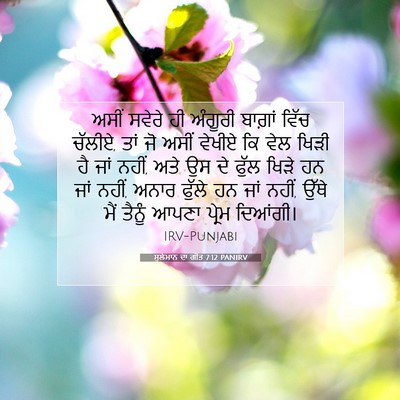 Picture 07 - ਸੁਲੇਮਾਨ ਦਾ ਗੀਤ 7:12 PANIRV - ਅਸੀਂ ਸਵੇਰੇ ਹੀ - Bible Verse Picture