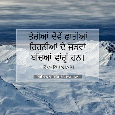 Picture 07 - ਸੁਲੇਮਾਨ ਦਾ ਗੀਤ 7:3 PANIRV - ਤੇਰੀਆਂ ਦੋਵੇਂ - Bible Verse Picture