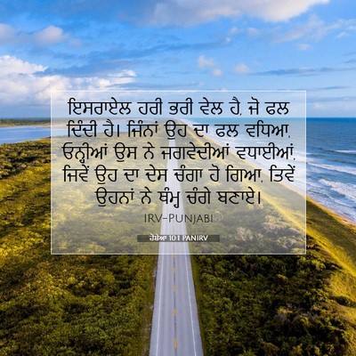 Picture 07 - ਹੋਸ਼ੇਆ 10:1 PANIRV - ਇਸਰਾਏਲ ਹਰੀ ਭਰੀ ਵੇਲ - Bible Verse Picture