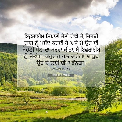 Picture 07 - ਹੋਸ਼ੇਆ 10:11 PANIRV - ਇਫ਼ਰਾਈਮ ਸਿਖਾਈ ਹੋਈ - Bible Verse Picture