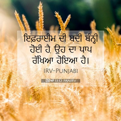 Picture 07 - ਹੋਸ਼ੇਆ 13:12 PANIRV - ਇਫ਼ਰਾਈਮ ਦੀ ਬਦੀ - Bible Verse Picture