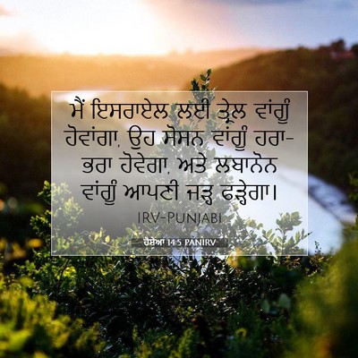 Picture 07 - ਹੋਸ਼ੇਆ 14:5 PANIRV - ਮੈਂ ਇਸਰਾਏਲ ਲਈ - Bible Verse Picture