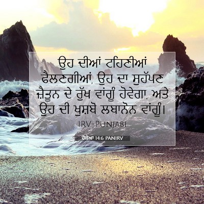 Picture 07 - ਹੋਸ਼ੇਆ 14:6 PANIRV - ਉਹ ਦੀਆਂ ਟਹਿਣੀਆਂ - Bible Verse Picture