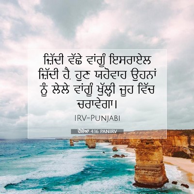 Picture 07 - ਹੋਸ਼ੇਆ 4:16 PANIRV - ਜ਼ਿੱਦੀ ਵੱਛੇ - Bible Verse Picture