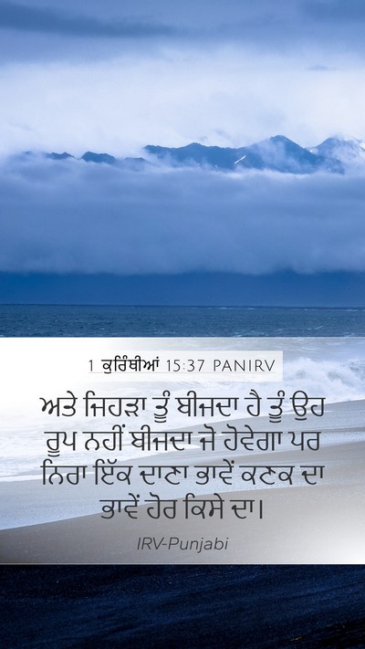 1 ਕੁਰਿੰਥੀਆਂ 15:37 PANIRV Bible Verse Image