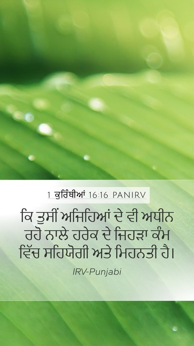 1 ਕੁਰਿੰਥੀਆਂ 16:16 PANIRV Bible Verse Image