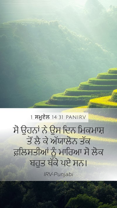 1 ਸਮੂਏਲ 14:31 PANIRV Bible Verse Image
