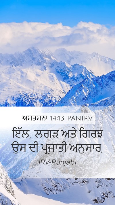 ਅਸਤਸਨਾ 14:13 PANIRV Mobile Phone Wallpaper - ਇੱਲ, ਲਗੜ ਅਤੇ ਗਿਰਝ - Mobile Bible Verse Wallpaper