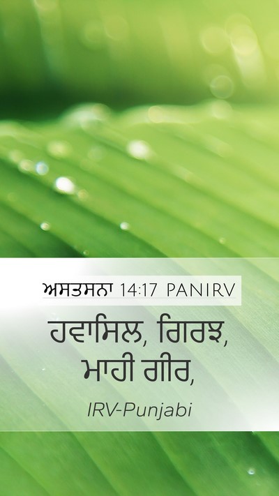 ਅਸਤਸਨਾ 14:17 PANIRV Mobile Phone Wallpaper - ਹਵਾਸਿਲ, ਗਿਰਝ, ਮਾਹੀ - Mobile Bible Verse Wallpaper