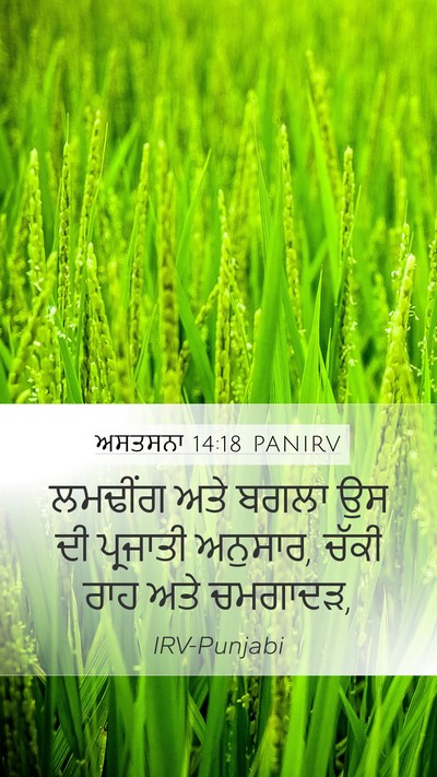 ਅਸਤਸਨਾ 14:18 PANIRV Mobile Phone Wallpaper - ਲਮਢੀਂਗ ਅਤੇ ਬਗਲਾ ਉਸ - Mobile Bible Verse Wallpaper