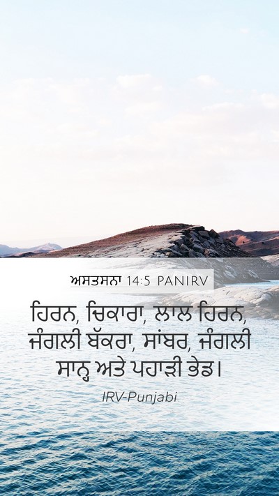 ਅਸਤਸਨਾ 14:5 PANIRV Mobile Phone Wallpaper - ਹਿਰਨ, ਚਿਕਾਰਾ, ਲਾਲ - Mobile Bible Verse Wallpaper