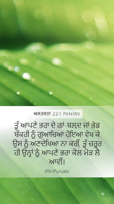 ਅਸਤਸਨਾ 22:1 PANIRV Mobile Phone Wallpaper - ਤੂੰ ਆਪਣੇ ਭਰਾ ਦੇ - Mobile Bible Verse Wallpaper