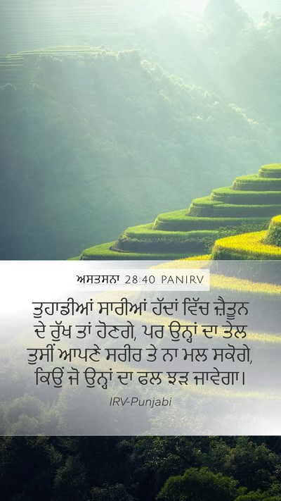 ਅਸਤਸਨਾ 28:40 PANIRV Bible Verse Image