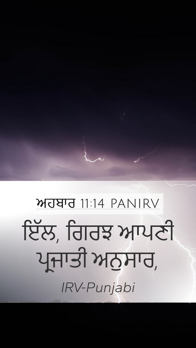 ਅਹਬਾਰ 11:14 PANIRV Mobile Phone Wallpaper - ਇੱਲ, ਗਿਰਝ ਆਪਣੀ - Mobile Bible Verse Wallpaper