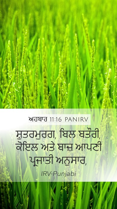 ਅਹਬਾਰ 11:16 PANIRV Mobile Phone Wallpaper - ਸ਼ੁਤਰਮੁਰਗ, ਬਿਲ - Mobile Bible Verse Wallpaper