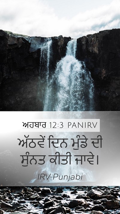 ਅਹਬਾਰ 12:3 PANIRV Bible Verse Image