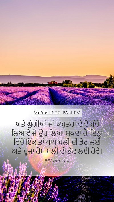 ਅਹਬਾਰ 14:22 PANIRV Bible Verse Image