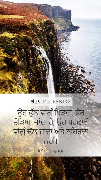 ਅੱਯੂਬ 14:2 PANIRV Bible Verse Image
